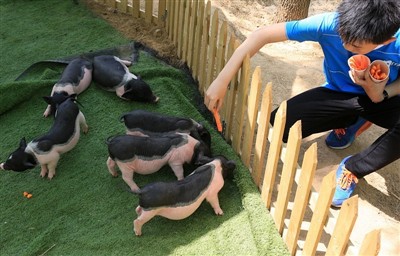 Beth Fyddech Chi'n Ei Wneud Pe bai Mochyn Gini'n Cael Trawiad Gwres